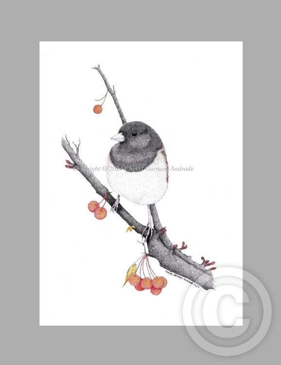 Dark Eyed Junco Pen and Ink Pointillism