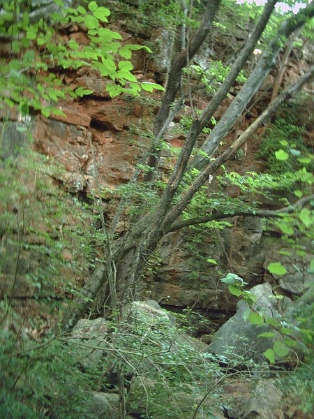 kentucky trees