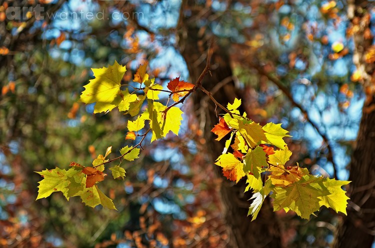 Autumn Colors