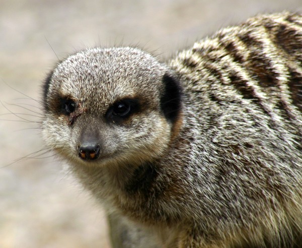 Meerkat