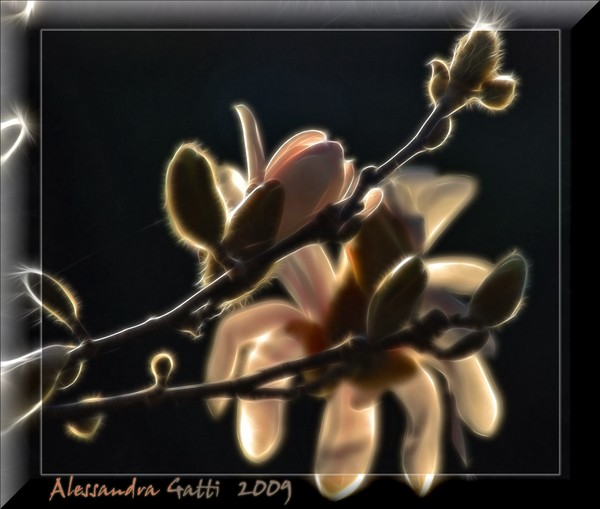 My Magnolia