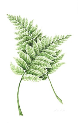 Fern leaves