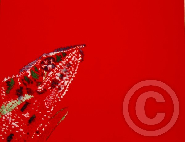 The Chameleon