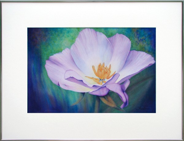 Eschsholzia Californica - Purple California Poppy