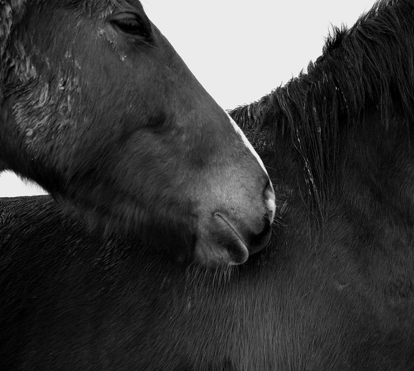 Horses 1