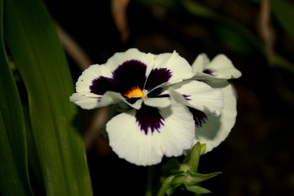 Spring Pansy