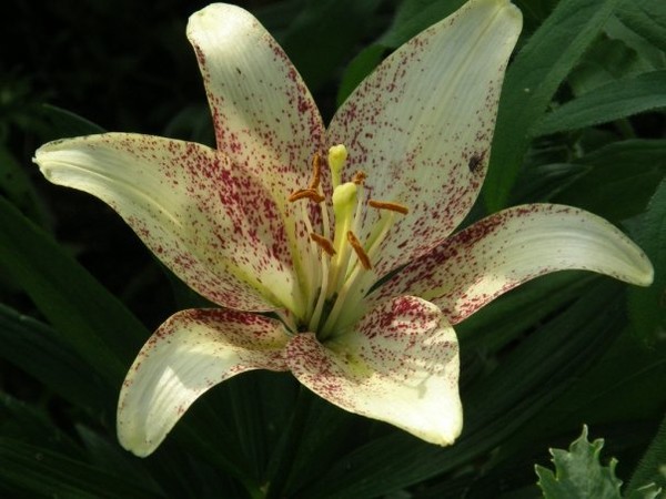 lily