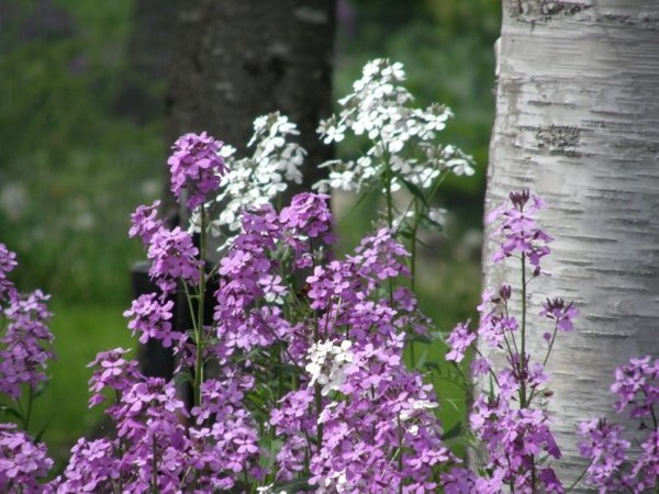 flowers & Silver Birch