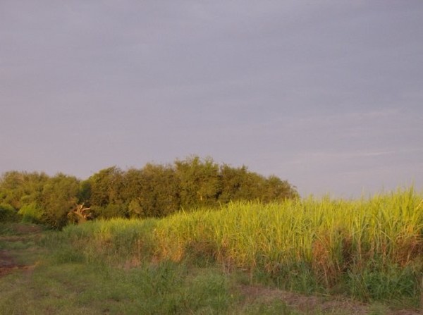 sun on sugarcane