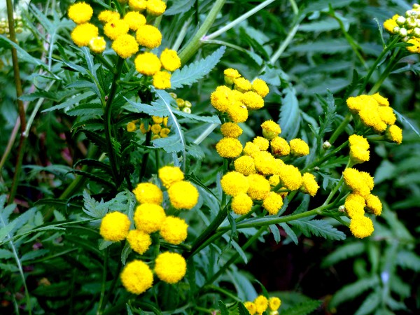 Yellow In The Mix