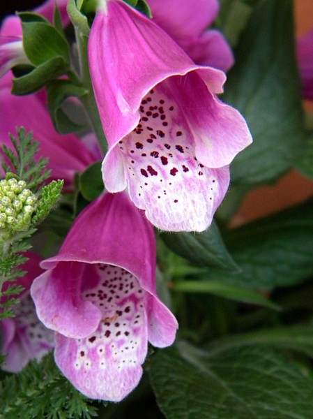Purple Flowers