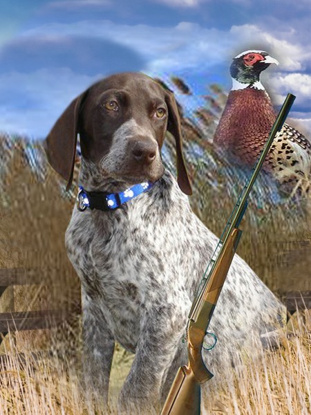 German Shorthair Hunts