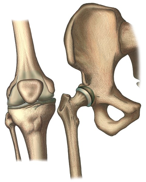 HIP AND KNEE