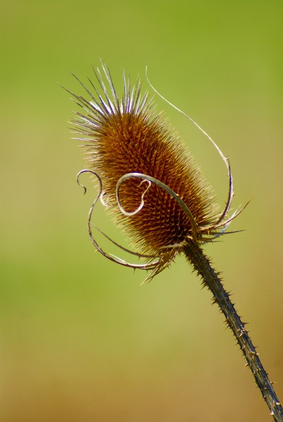 Thistle