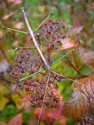 Northern Walking Stick