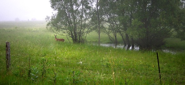 Deer in the Mist