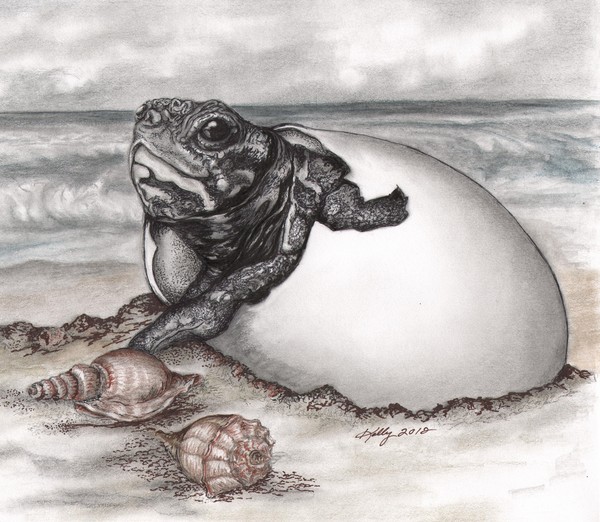 Turtle Beach