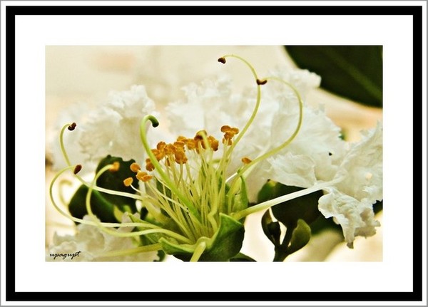 flower beauty