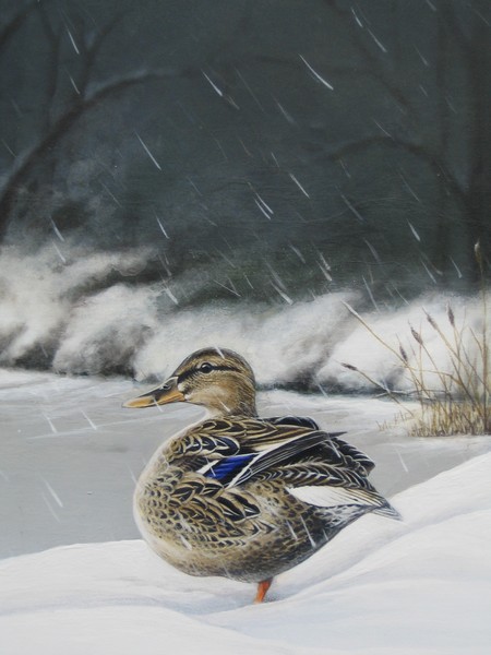 Winter Mallard