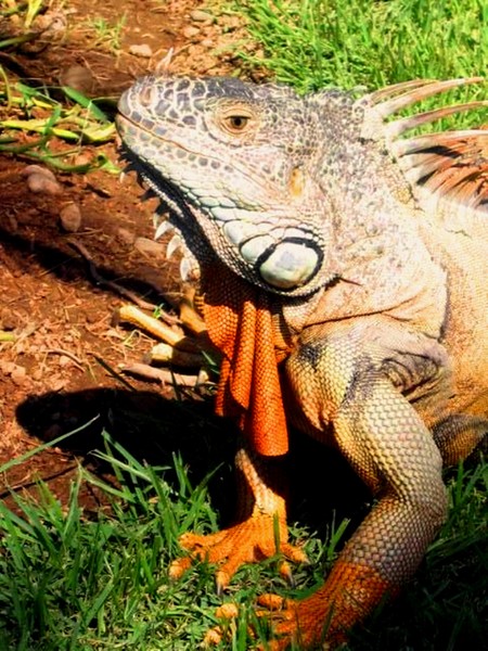 Iguana Looking