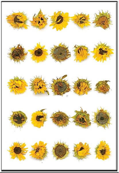 portraits of sunflowers 10001
