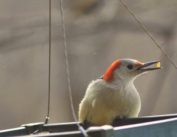 Wood Pecker Eating