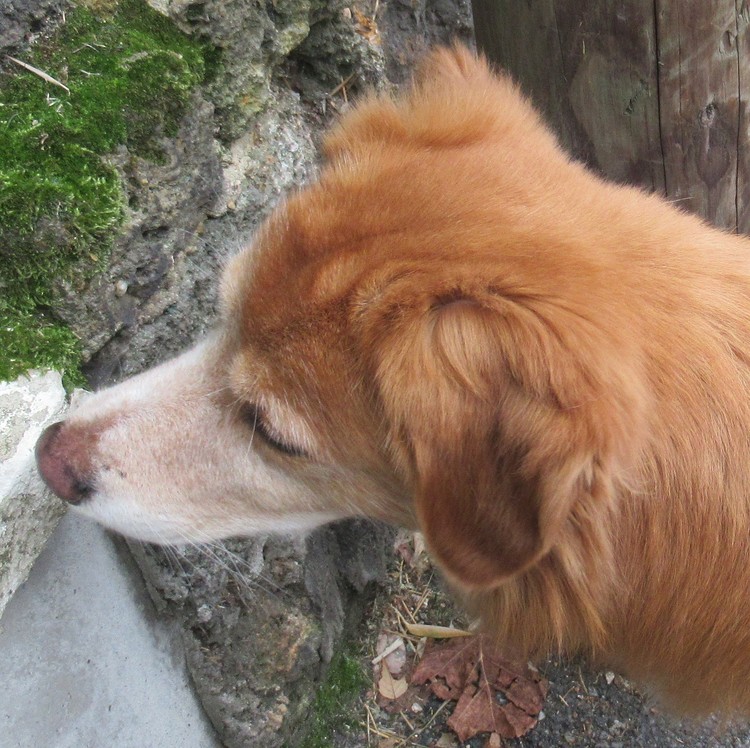 MY FAVOURITE DOG