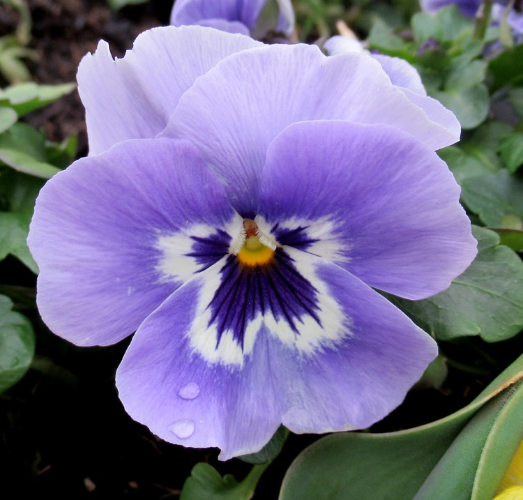 PURPLE PANSY