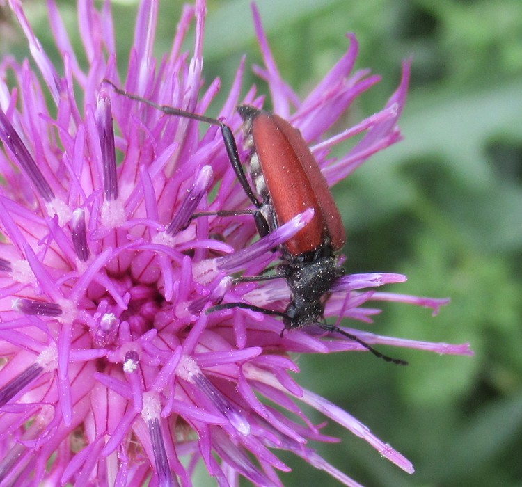 LEPTURA RUBRA