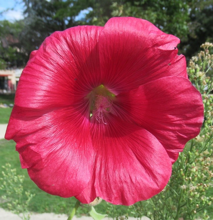 RED HOLLYHOCK