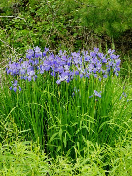 WILD IRISES