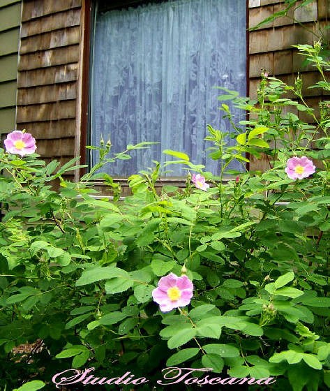 COTTAGE ROSES -ROSA RUGOSA