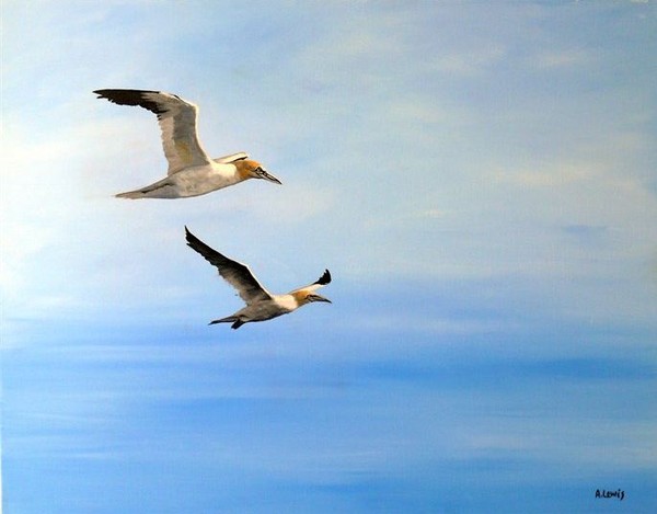 Gannet pair