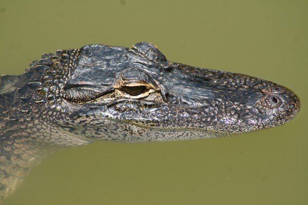 Gator