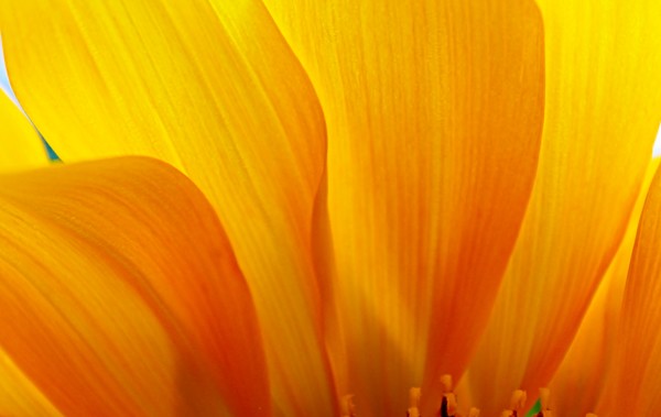 Petals