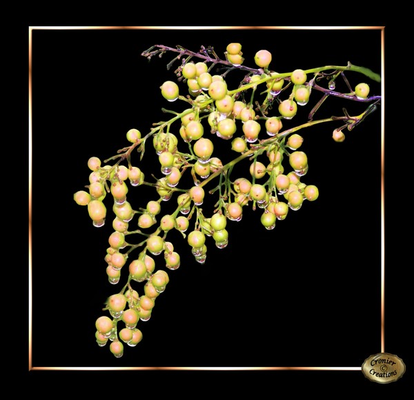 Berries #2