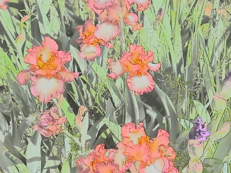 Pastel looking flowers
