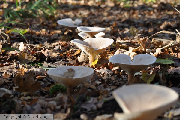 'Shrooms