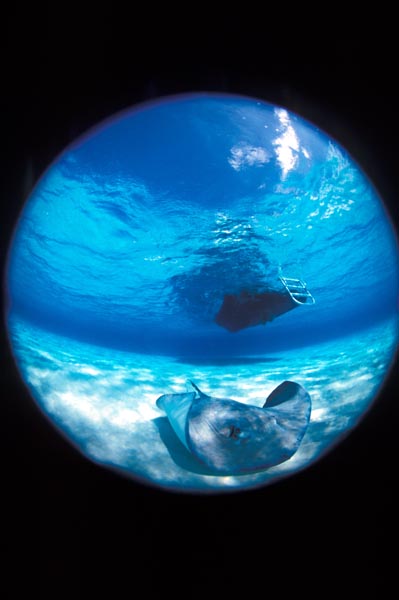 Fisheye stingray