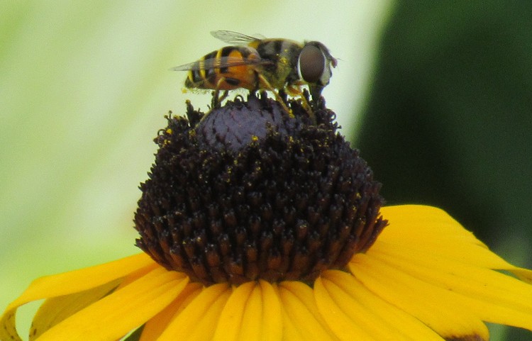 Nature2