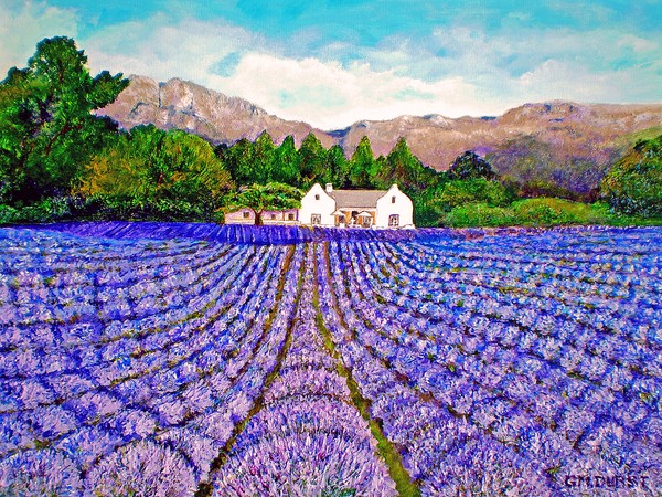 Lavender Fields