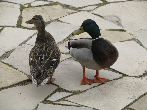 Feathered Friends