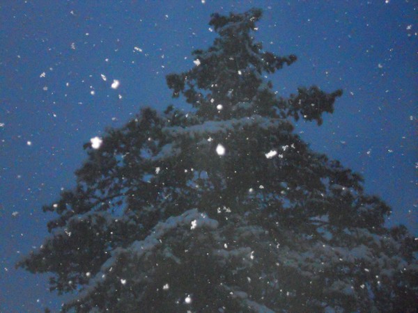 the flakes that fall