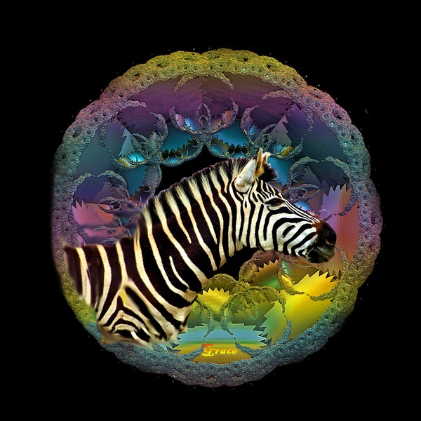 Zebra