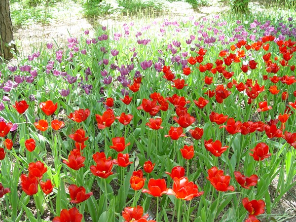 Field of Dreams...