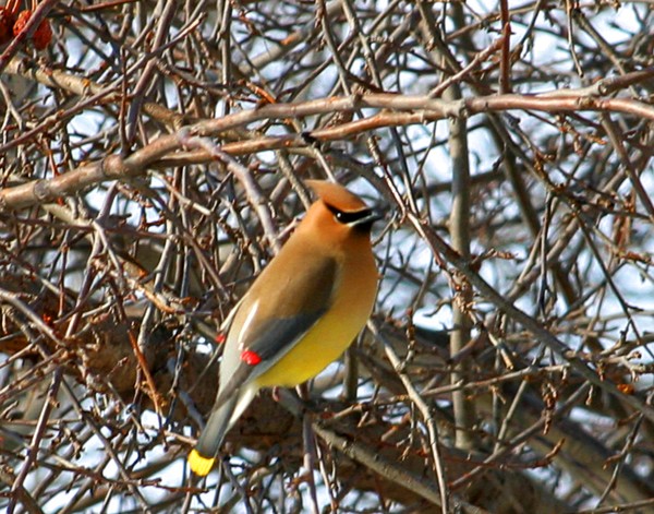 Cedar Waxwing 2, ne565