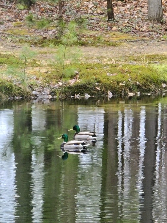 HAVING A SWIM
