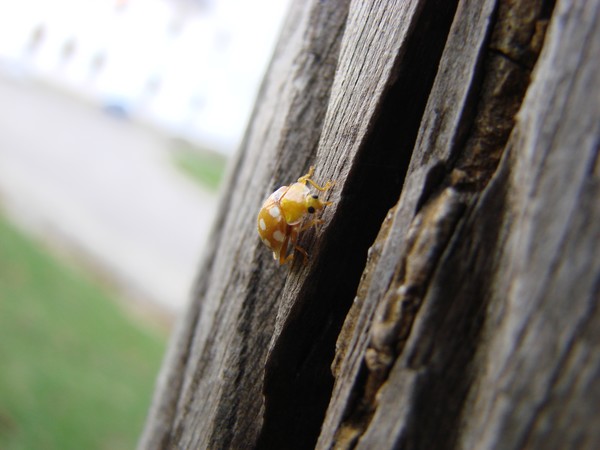 The Journey of the ladybug 1
