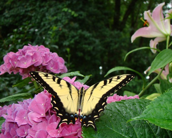 Swallowtail Morning 5573 11x14 Print