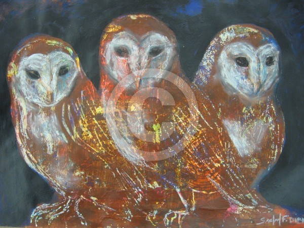 Isaac's Owls